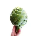 Fresh Artichoke